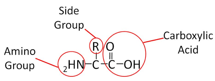 2.4 - Protein | Chapter 2 | Chemistry of Food Composition | Columbus ...