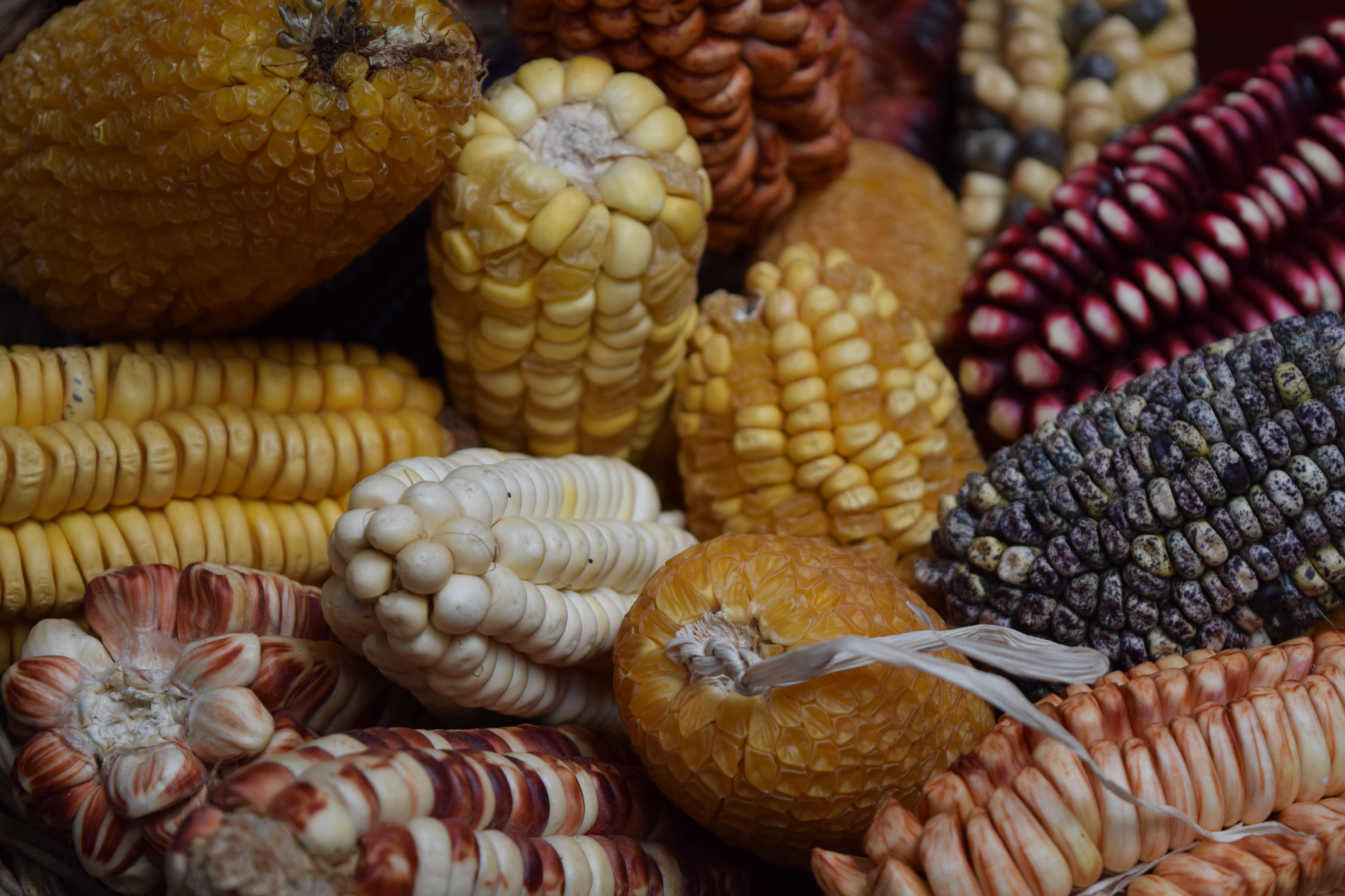 Cornmeal Types 4.1 - Cereals and Pasta | Chapter 4 | Flour, Starches, Sauces ...